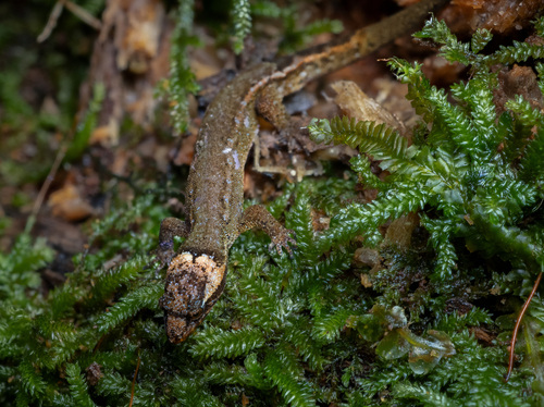 Brown Dwarf Gecko, Lepidoblepharis festae