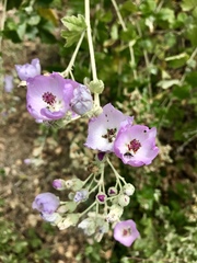 Malacothamnus fasciculatus nesioticus