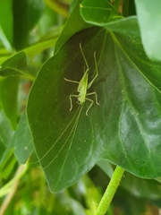 Meconema meridionale