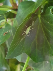 Meconema meridionale