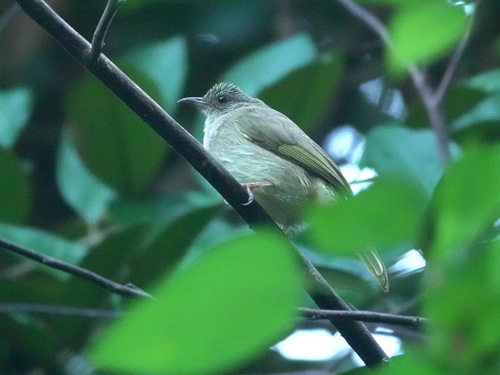 Pycnonotus plumosus observed 2024-12-04