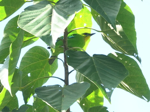 Chloropsis palawanensis observed 2024-12-04