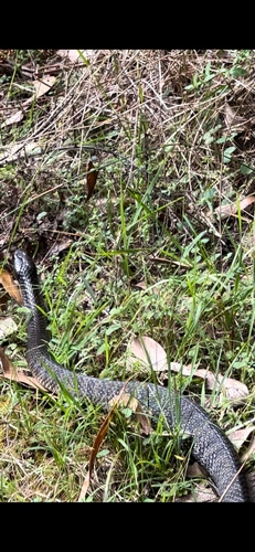 Tiger Snake sighting