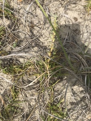 Eremochloa ophiuroides