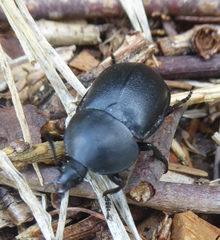 Ablattaria laevigata