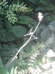 Pachydiplax longipennis