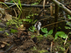 Hypomyces cervinigenus