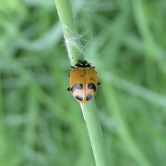 Hippodamia glacialis
