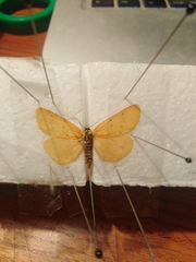 Setina irrorella