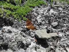 Boloria napaea