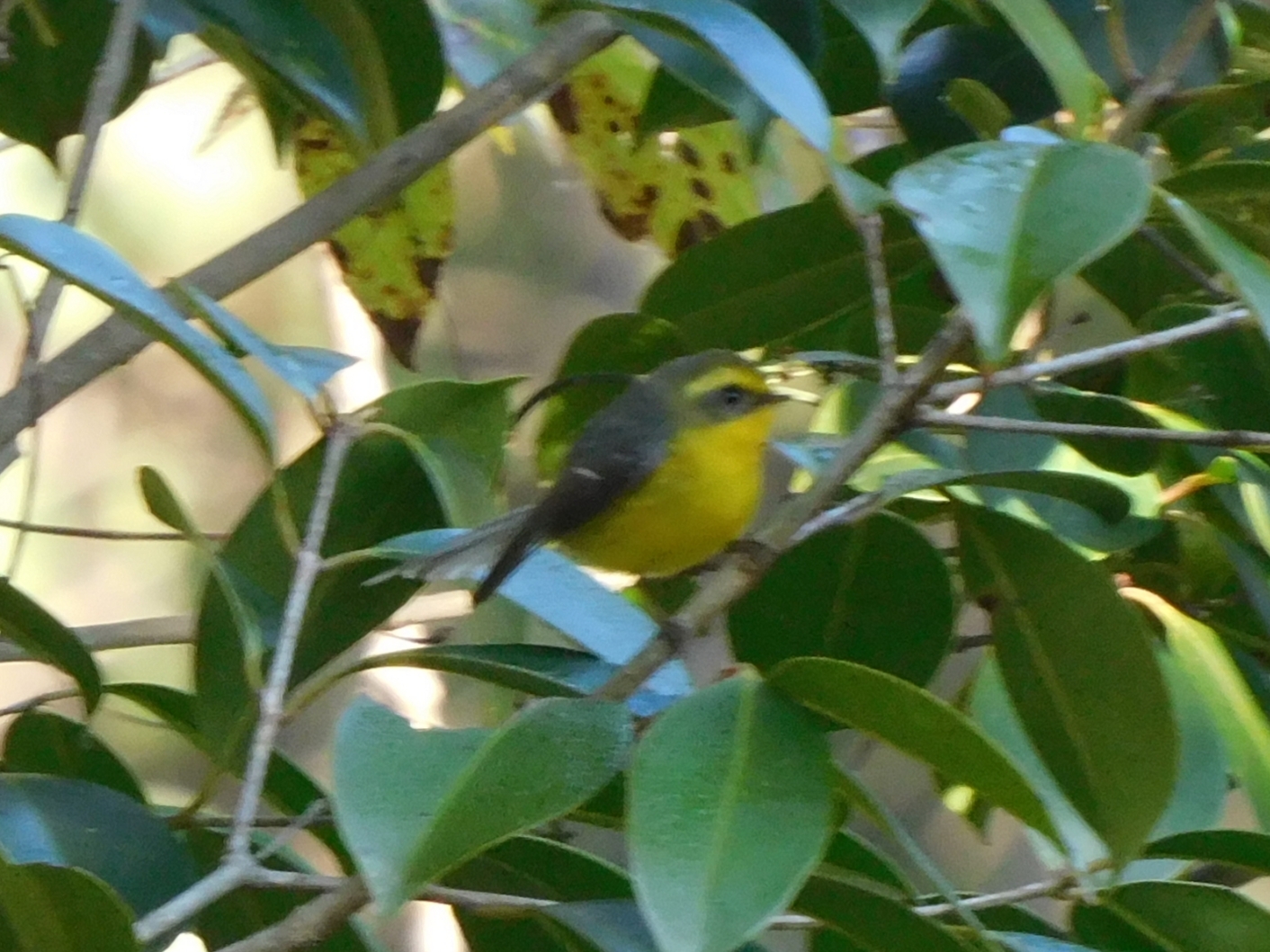 Yellow-bellied Fantail