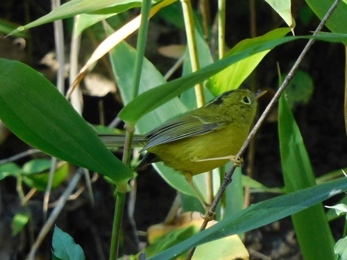 Whistler's Warbler (Phylloscopus whistleri), photo 10