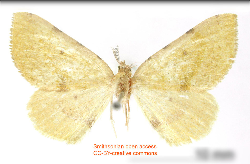 Numia axanaria