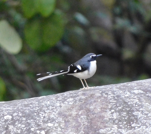 Slaty-backed Forktail (Enicurus schistaceus), photo 5