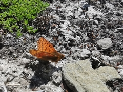Boloria napaea