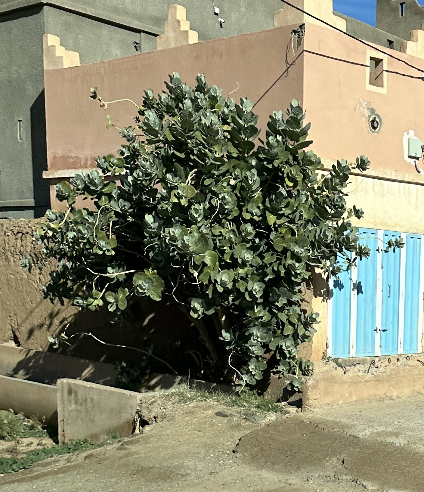 Imagem de Flor-de-seda