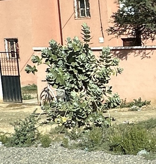 Imagem de Flor-de-seda