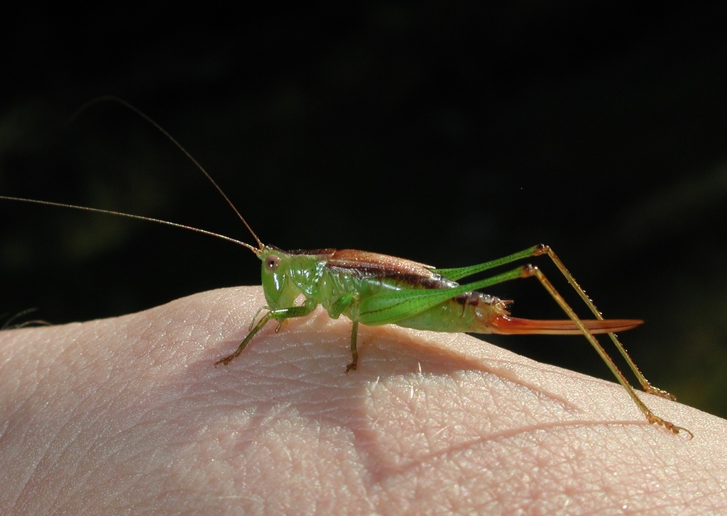 Saltmarsh Meadow Katydid