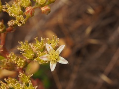 Dudleya virens virens
