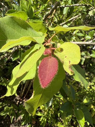 Foto de Eucalipto-de-corymbia