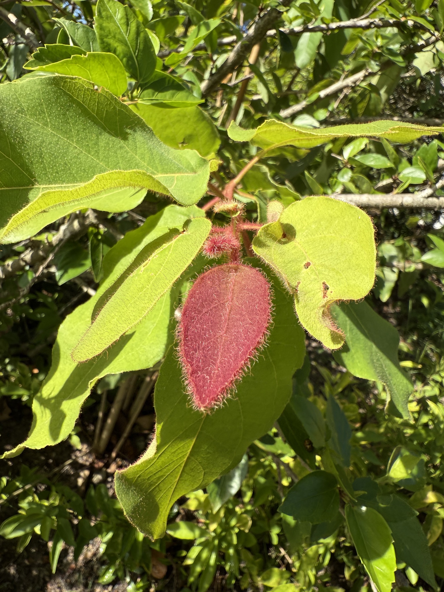 Imagem de Eucalipto-de-corymbia