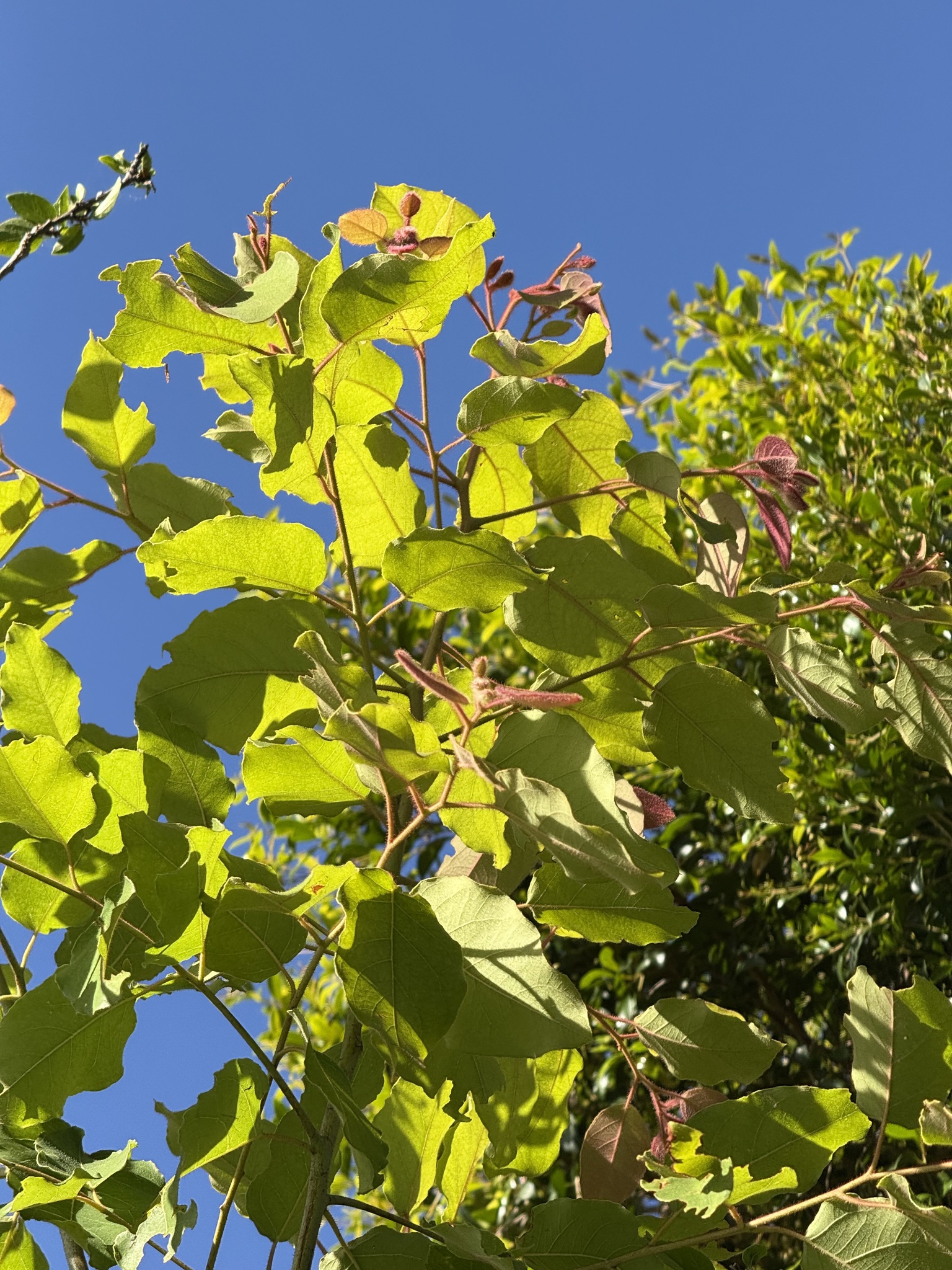 Imagem de Eucalipto-de-corymbia