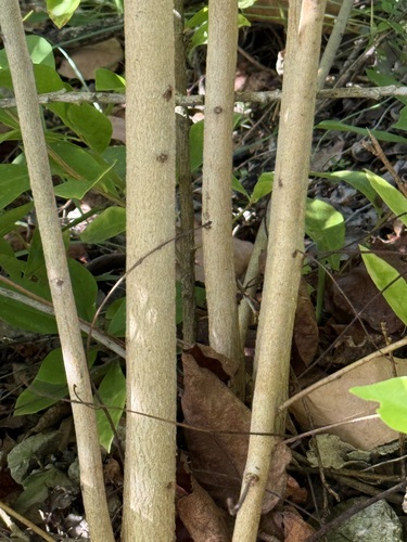 Foto de Eucalipto-de-corymbia