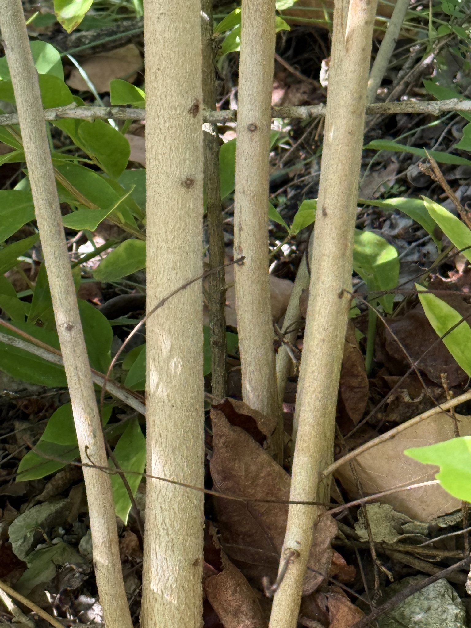 Imagem de Eucalipto-de-corymbia