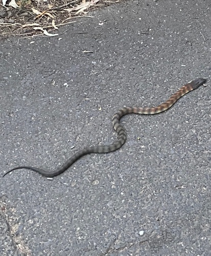 Tiger Snake sighting