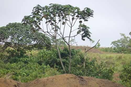 African corkwood tree