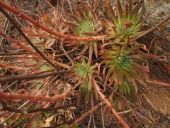 Dudleya virens virens