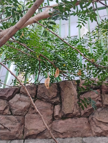 Foto de Sirinqueira