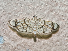 Syllepte straminalis