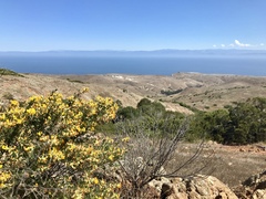 Acmispon dendroideus