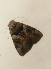 Catocala fulminea