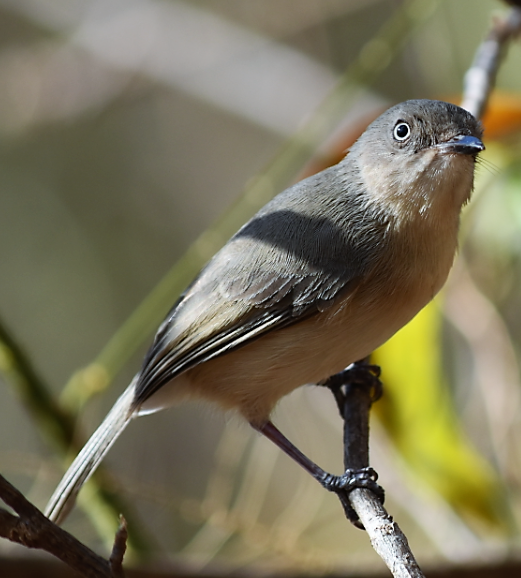 Common Newtonia photo