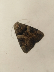 Catocala fulminea
