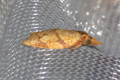 Cenopis reticulatana