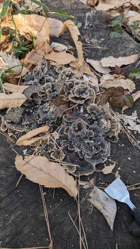 Trametes versicolor