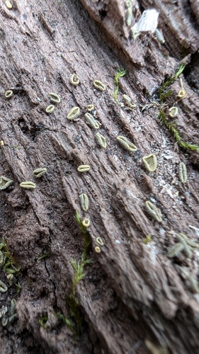 Chlorosplenium chlora