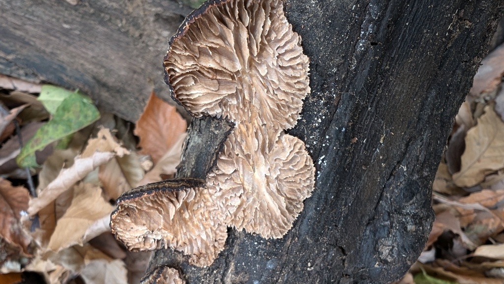Daedaleopsis styracina · January 2025 · photo: © atsushi_nakajima_cirque (iNaturalist, cc-by)