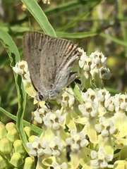 Satyrium sylvinus