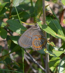 Neonympha areolatus