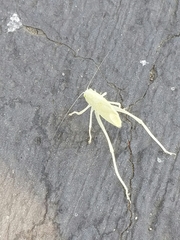 Tettigoniidae
