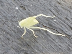 Tettigoniidae