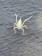 Tettigoniidae