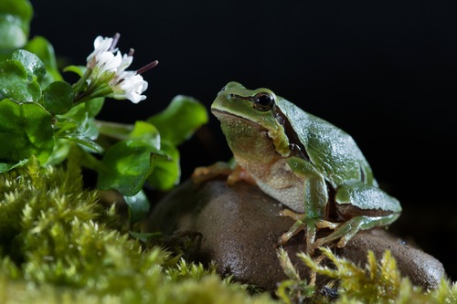 Iberian Tree Frog, 24852 Barrio de las Ollas, León, España, photo 7 of 10