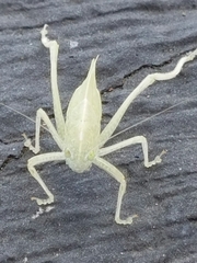 Tettigoniidae