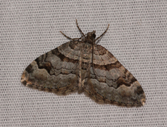 Xanthorhoe abrasaria congregata