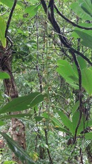 Barringtonia edulis, photograph (c) Ruth Palsson, some rights reserved (CC BY-SA)